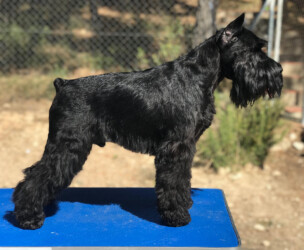 Dreamer de Can Rayo (4 años)