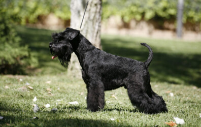 Eagle Eye de CAN RAYO “Baloo” (15 months)
