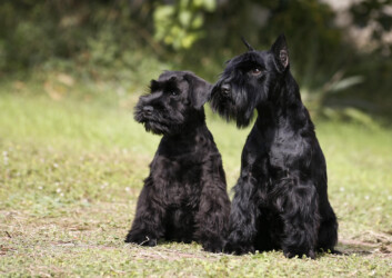 Ego & Bijou de CAN RAYO (4 & 9 meses)