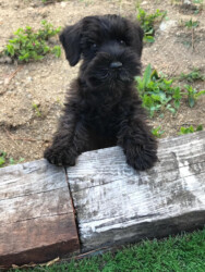 Eureka de CAN RAYO (9 weeks)