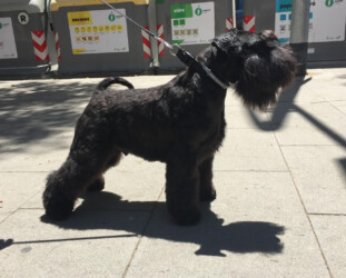 Flashback de CAN RAYO “Chupito” (18 months)
