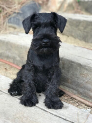 Harry Potter de Can Rayo “Harry” (3,5 meses)