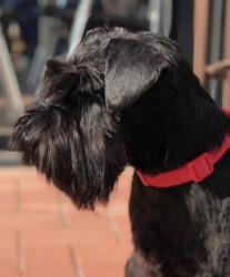 Harry Potter de Can Rayo “Harry” (6 months)