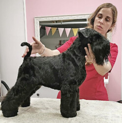 Hello Hippie de CAN RAYO “Bijou” (4 años)