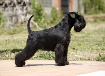 Je Suis Jolie de CAN RAYO “Jolie” (16 months)