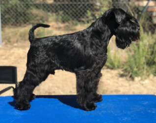 King Power de Can Rayo “King” (3 años)