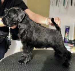 Klaus de Can Rayo (4 months)