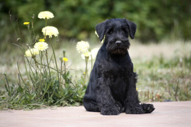 Manolito de CAN RAYO “Lito” (3 months)