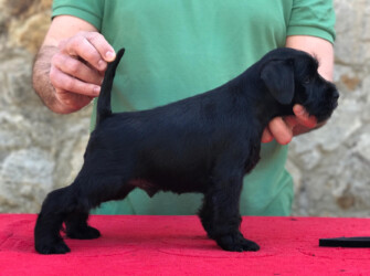 Manolito de CAN RAYO (Lito) (9 weeks)