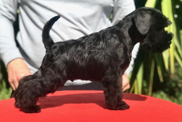 Mc Kenzie de CAN RAYO “Black” (3 months)