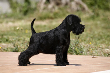Mia Black de CAN RAYO “Mia” ( 10 weeks)
