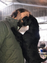 Mia Black de CAN RAYO “Mia” (17 months)