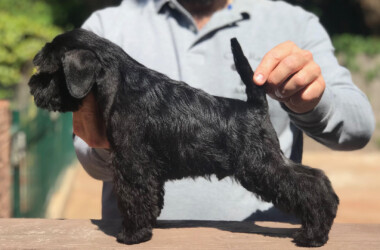 Morgan Freeman de Can Rayo “Morgan” (2,5 meses)
