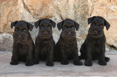 Nico Rosberg,Norton Commando , Nelson Piquet & Nash Jr de CAN RAYO ( 9 weeks)