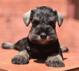 Oh Nara de Can Rayo (7 weeks)