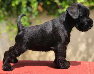 One Love de CAN RAYO “Love” (8 weeks)