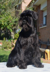 Patti LaBelle de CAN RAYO “Patti” (5,5 months)