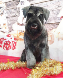 Phillip Marlow de CAN RAYO “Pepper” (5 mesos)