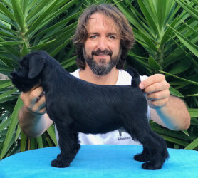 Please Please Me de CAN RAYO “Mahou” (7 weeks)