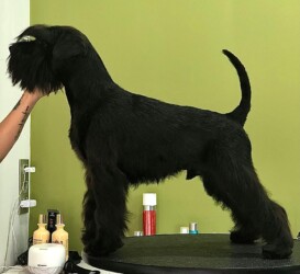 REAL ONE de CAN RAYO “Bruno” (7,5 meses)