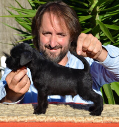 Real One de CAN RAYO “Bruno” (7 weeks)