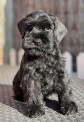 Sambo de CAN RAYO “Sambo” (7 weeks)