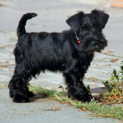 Sherlock Holmes de Can Rayo “Nuc” (4 months)