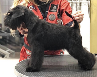 Smally XS de CAN RAYO “Yana” (5 meses)