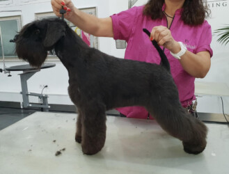 Velvet Touch de CAN RAYO “Velvet” (2 anys)