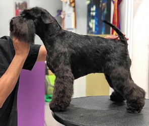 Violet Coco de Can Rayo “Coco” (2,5 años)