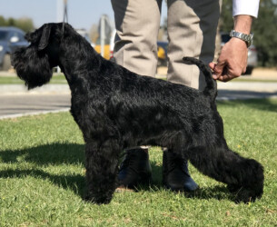 William Wallace de CAN RAYO “Wallace” (16 months)