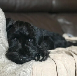 William Wallace de Can Rayo (3 months)