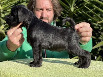 Willy Fog de CAN RAYO “Willy” (2,5 meses)