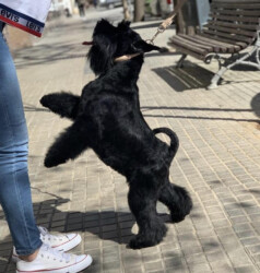 Winner Wish de CAN RAYO “Wiwi” (11 months)