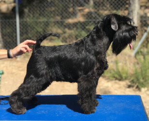 Winner Wish de Can Rayo “Wiwi” (20 meses)