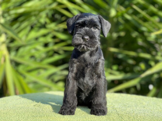 Wonder Woman Wow de CAN RAYO “Wonder” (8 weeks)