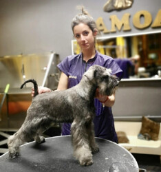 Zeta Jones de CAN RAYO “Salpi” (8 meses)