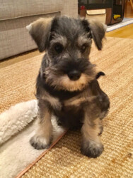 Chester Pepper de CAN RAYO (2 meses)