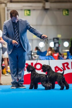 Emmo & Yoko clase parejas en el World Dog Show Madrid’22 - Schnauzer miniatura negro