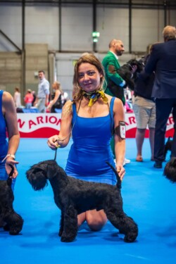 Ch. ESPAÑA JR & ABSOLUTO YURI GAGARIN DE CAN RAYO - Schnauzer miniatura negro