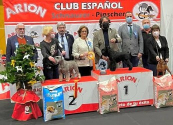 CH. VICTORIOUS STAR YAGO “UGA” BEST IN SHOW MONOGRAFICA Club Español del Schnauzer Alicante 2021