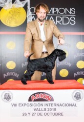 h. España & JCh. Espala Tina Turner de Can Rayo “Tina” (con 18 meses en 2019)