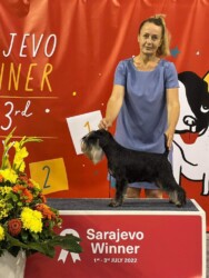 Ch. Hugo Boss de Can Rayo “Alex” (con 6 años en 2022) - Schnauzer Miniatura Negro y Plata Sarajevo Winner