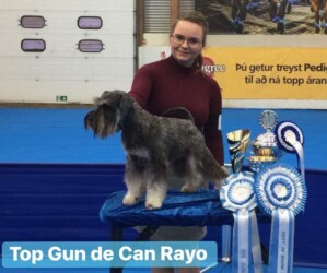Ch. Top Gun de Can Rayo en Islandia (con 2 años en 2018)