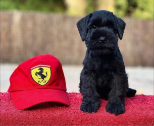 Gilles Villeneuve de Can Rayo “Harry” (con 2 meses)