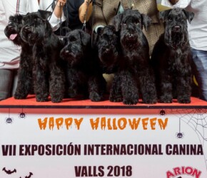 Grupo de cría Schnauzer Miniatura Negro Can Rayo en Valls 2018