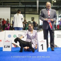 JCh. Europa Victorious Star Yago “Uga” (con 15 meses en 2019)