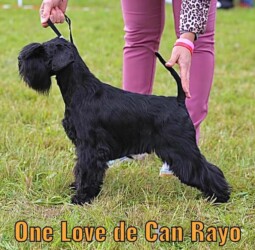 One Love de Can Rayo “Love” en Italia (con 18 meses en 2021)