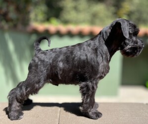 Sean Connery de Can Rayo (con 3 meses)