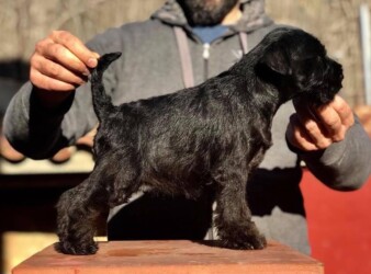 Tina Turner de Can Rayo (con 7 semanas en 2018)